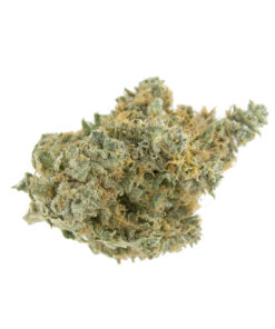 Master Kush Weed Strain UK