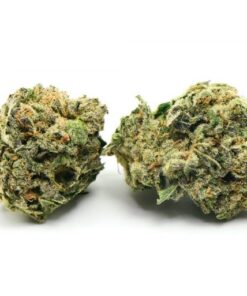 Tom Ford Pink Kush Marijuana Strain