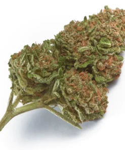 Wabanaki Weed Strain UK