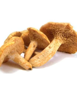 HEDGEHOG DRIED MUSHROOM UK