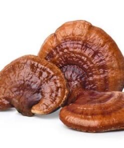 REISHI DRIED MUSHROOMS UK